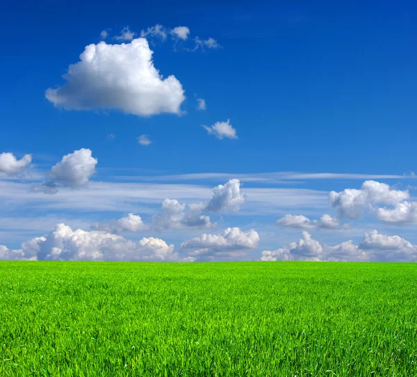 Grönt gräs och himmel Royaltyfria Stockfoton