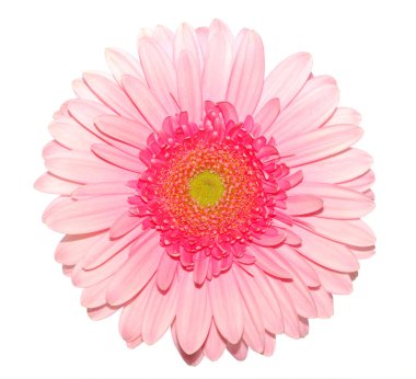 pembe gerbera daisy üzerinde beyaz izole