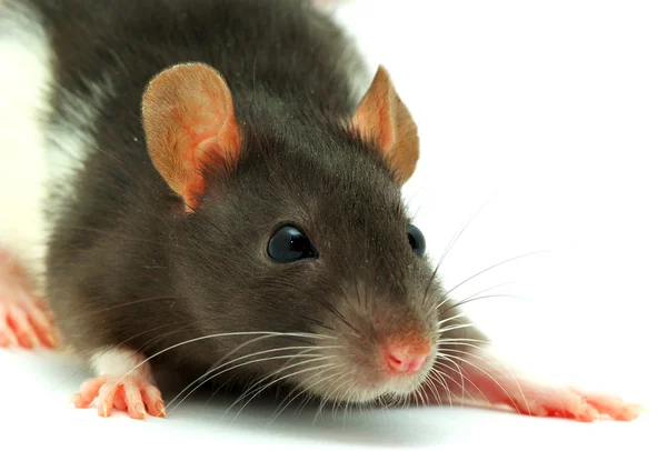 Rato — Fotografia de Stock