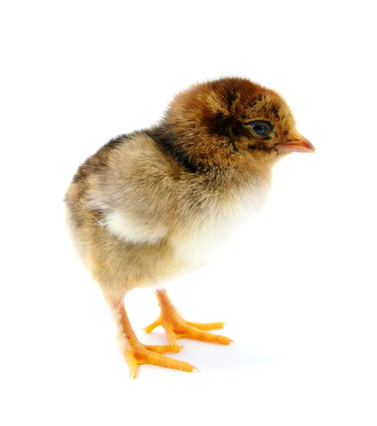 Kurczaka — Zdjęcie stockowe