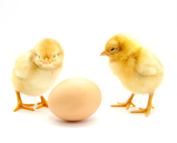 Pollos y huevos — Foto de Stock