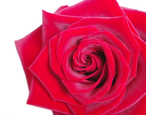 Krásné kvetoucí růže — Stock fotografie