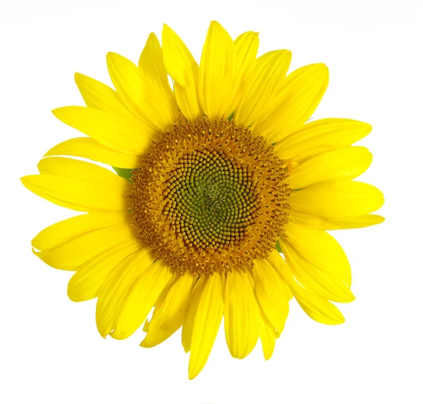 Żółty słonecznik — Zdjęcie stockowe