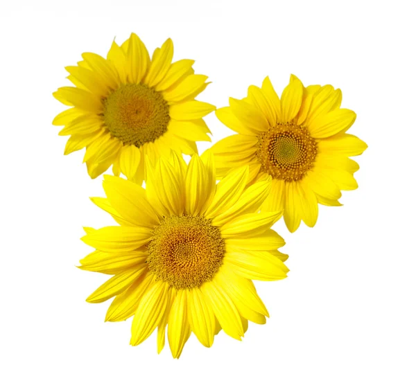 Sunflower on white — Stock Photo, Image