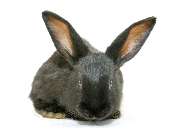 Czarny królik — Zdjęcie stockowe