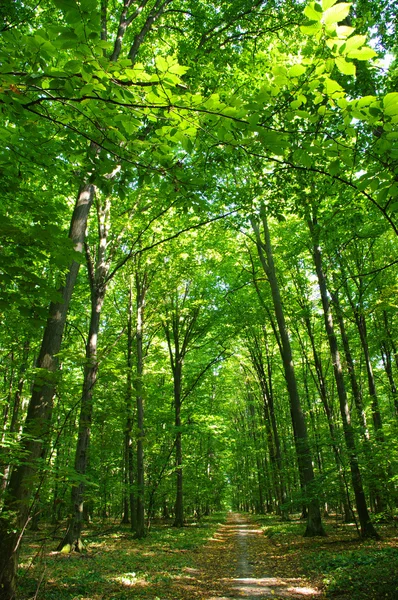 Stock image Green forest