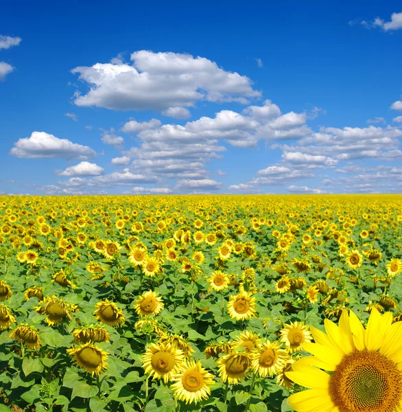 stock image Sunflower field