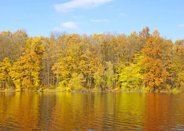 stock image Autumn leaves