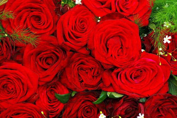 Sfondo rose rosse — Foto Stock