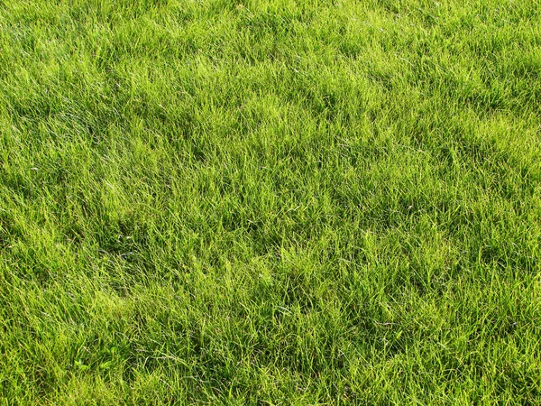 Green lawn Stock Image