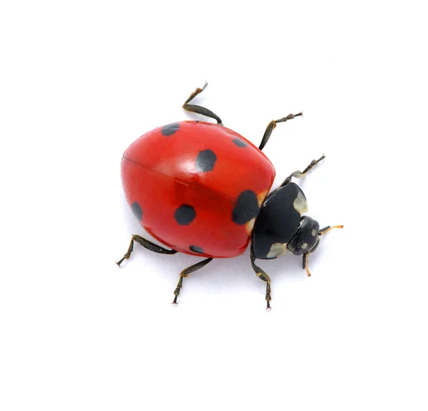 Ladybug on white Stock Image