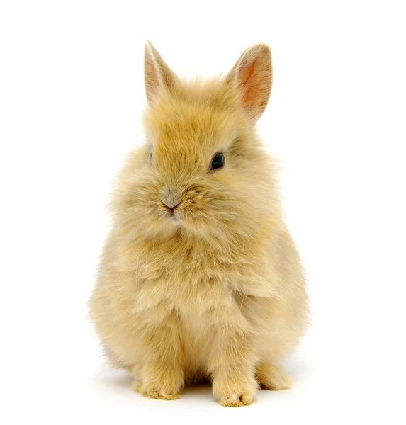 Conejo en blanco —  Fotos de Stock