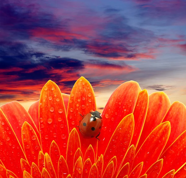 Ladybug on sunset — Stock Photo, Image