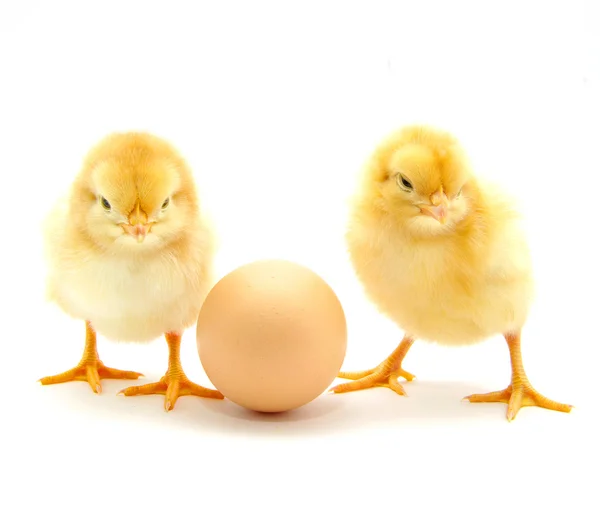 Куры и яйца — стоковое фото