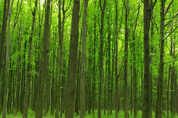 stock image Trees