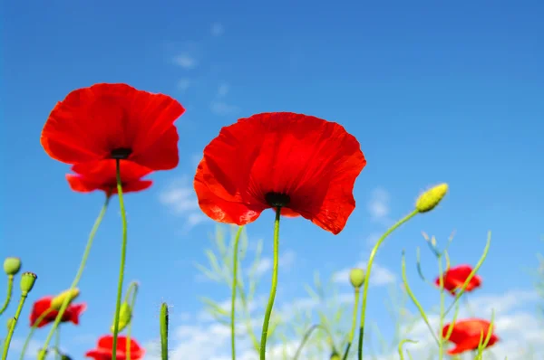 stock image Bright red poppies
