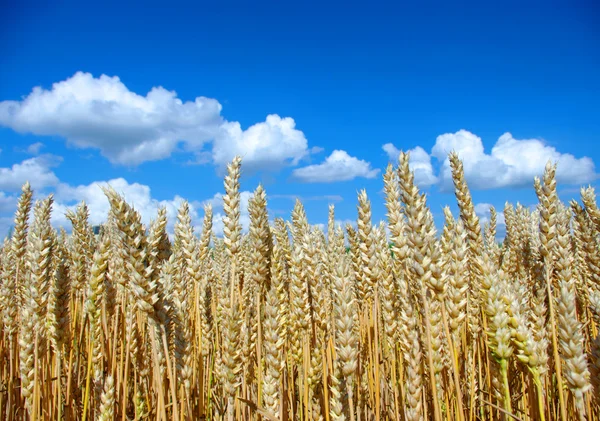 Weizen am Himmel — Stockfoto