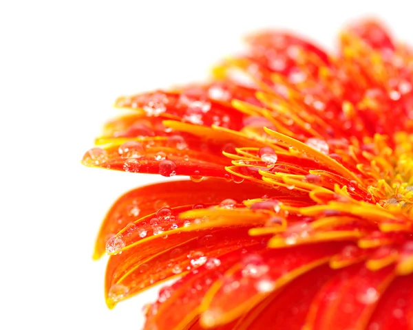 stock image Orange gerbera flower