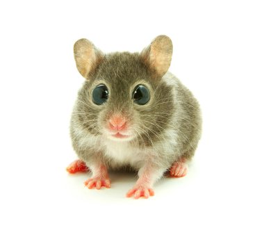 Hamster clipart