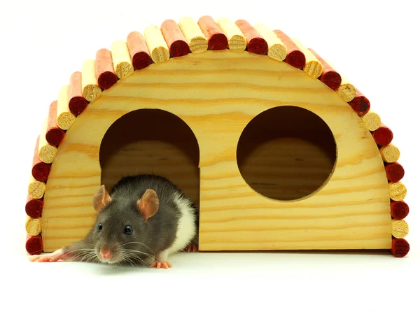 stock image Rat isolated