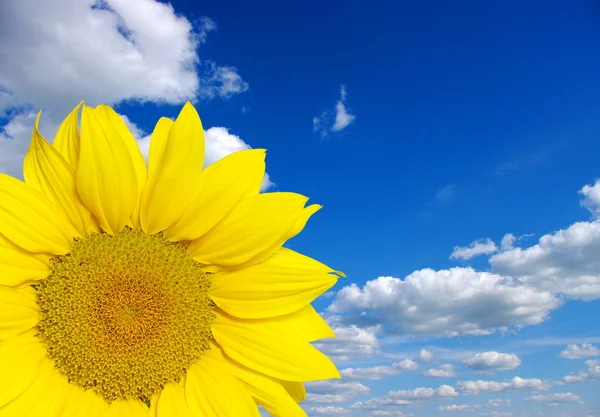 Bright sunflower — Stock Photo, Image
