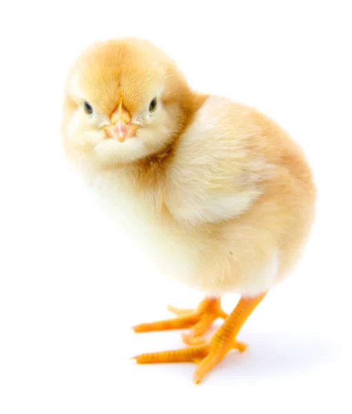 Kylling på hvitt – stockfoto