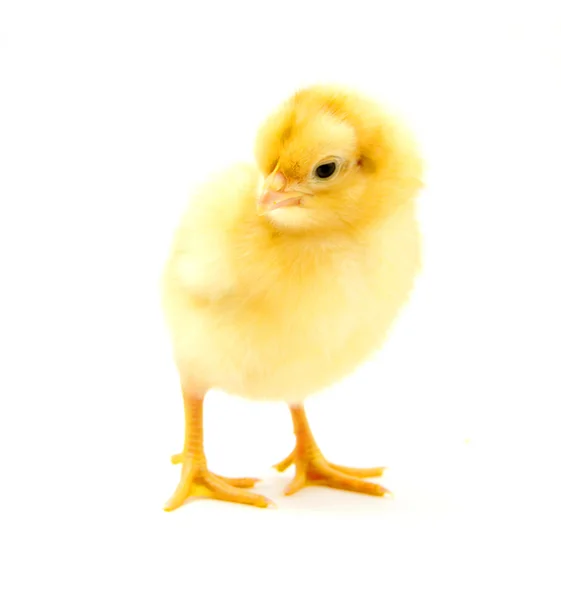 Uma galinha — Fotografia de Stock