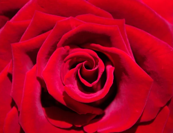 Mooie bloeiende rose — Stockfoto