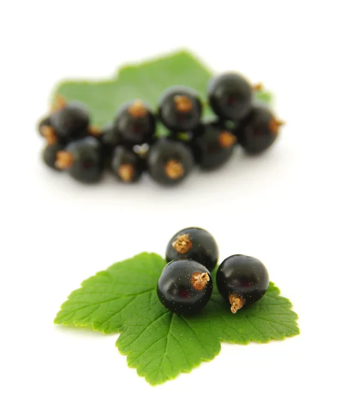 stock image Black currant