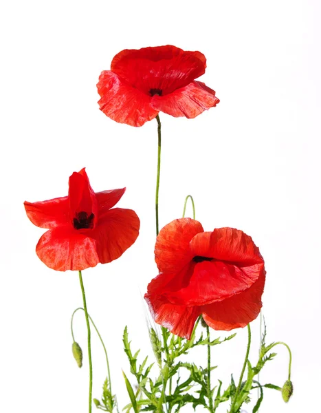 stock image Red poppies