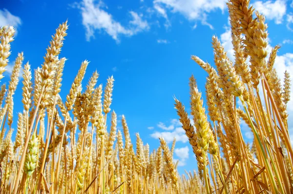 Gros plan sur le blé — Photo