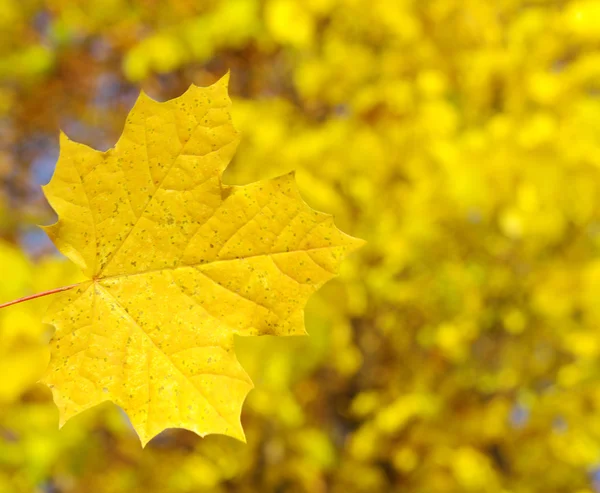 stock image Autumn leaves