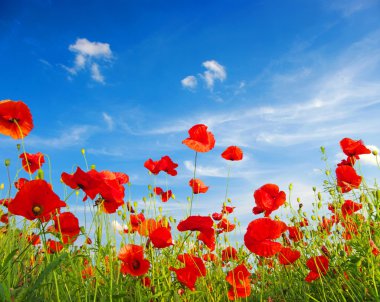 Poppies clipart