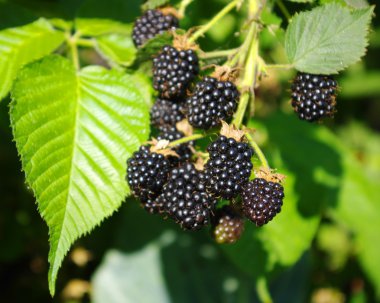 Blackberry