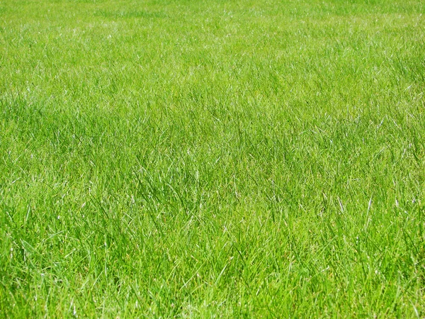 Background green lawn — Stock Photo, Image