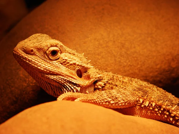 Bearded dragon — Stock Photo, Image