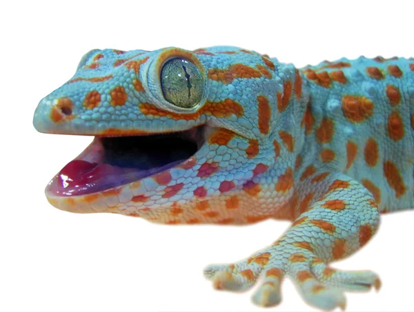 Gecko lizard — Stock Photo, Image