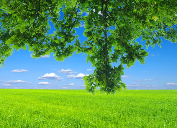 Feld mit Baum — Stockfoto