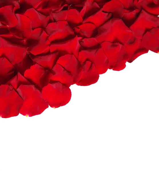 Kronblad av en ros — Stockfoto