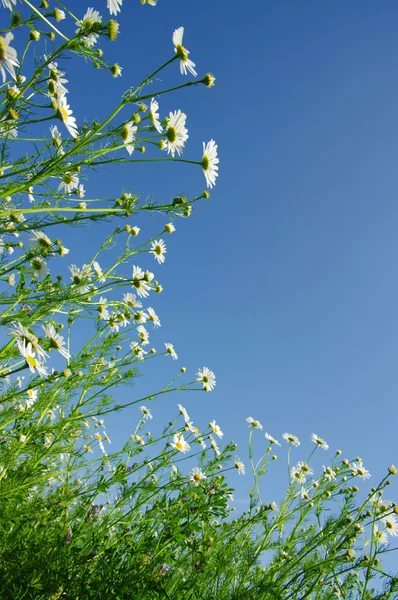 stock image Chamomile