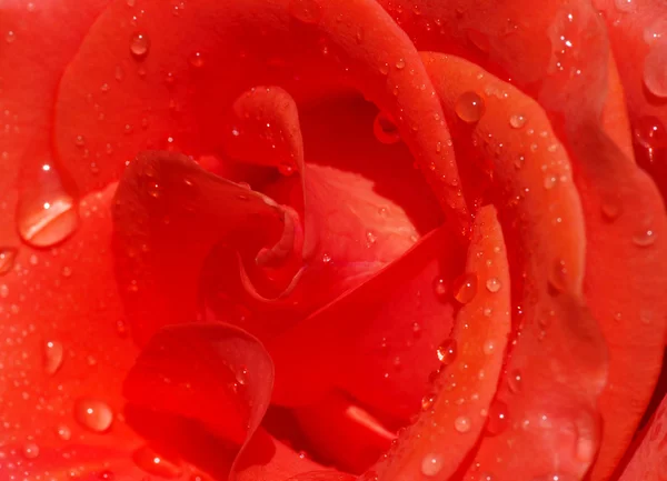 Çiçek gül — Stok fotoğraf