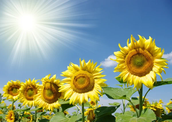 stock image Sunflowers