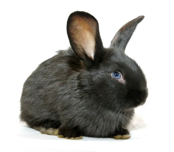 黑兔子 — 图库照片