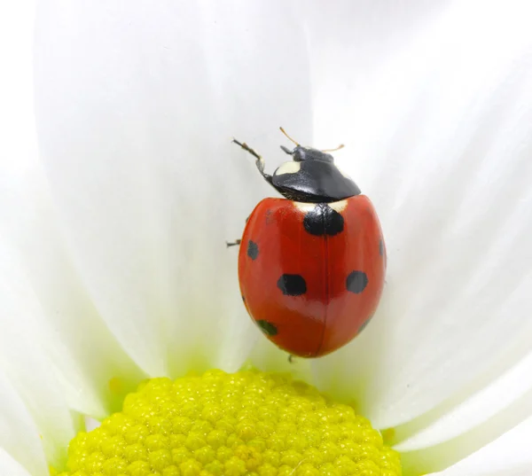 Ladybug on petal — Stock Photo, Image