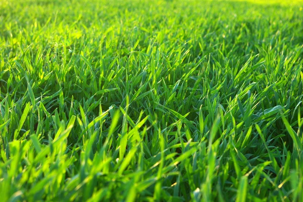 잔디 — 스톡 사진