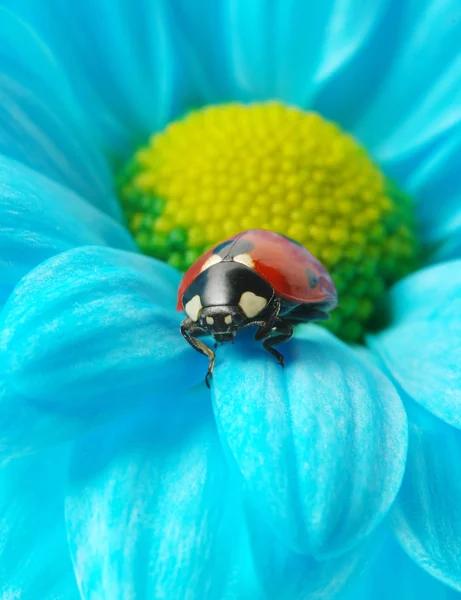 花にてんとう虫 — ストック写真