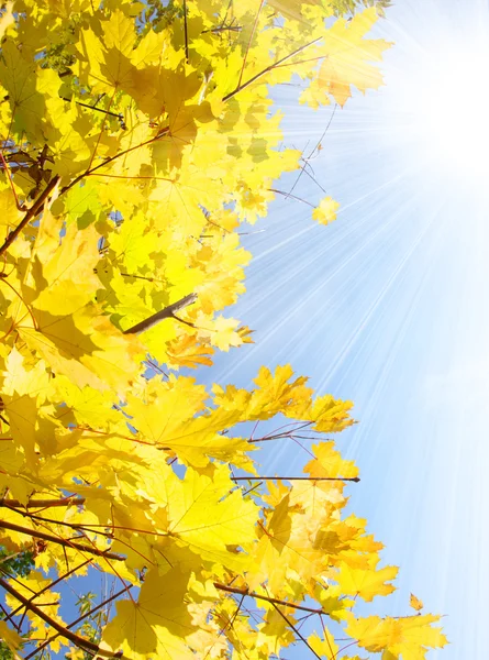 Stock image Yellow leaves