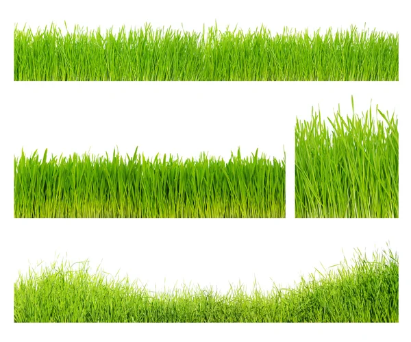 Различные травы — стоковое фото
