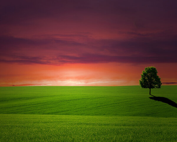 Tree on a meadow and sunset
