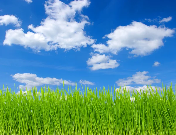 Field and clouds — Stock Photo, Image